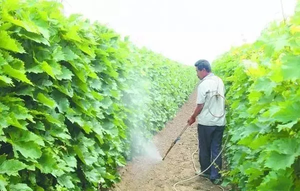 葡萄最新农药应用及其影响概述