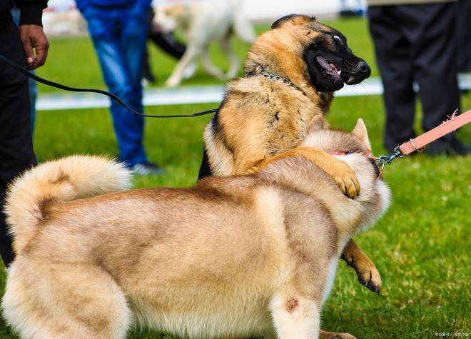 恶犬酱最新动态及魅力展示